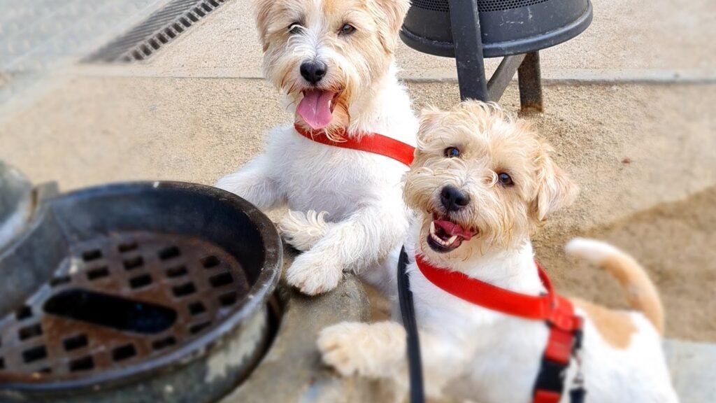 Dog’s Mom (guardería canina y paseador) – residencia canina en Barcelona