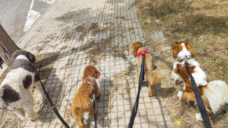 Guardería Canina Dogslife – residencia canina en Tarragona