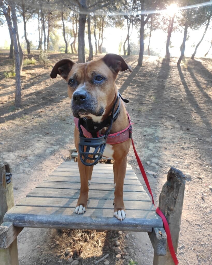 dogslife