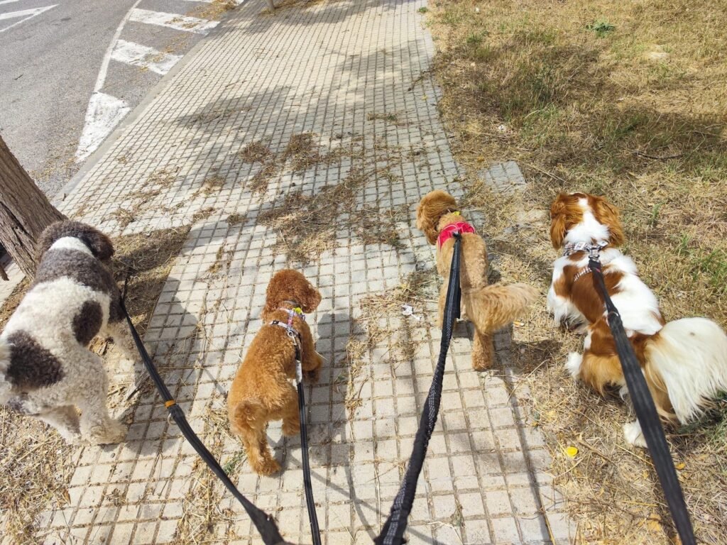 dogslife
