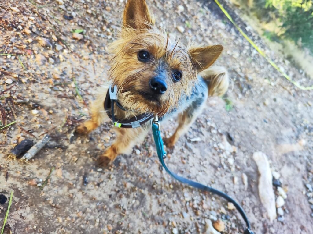 dogslife