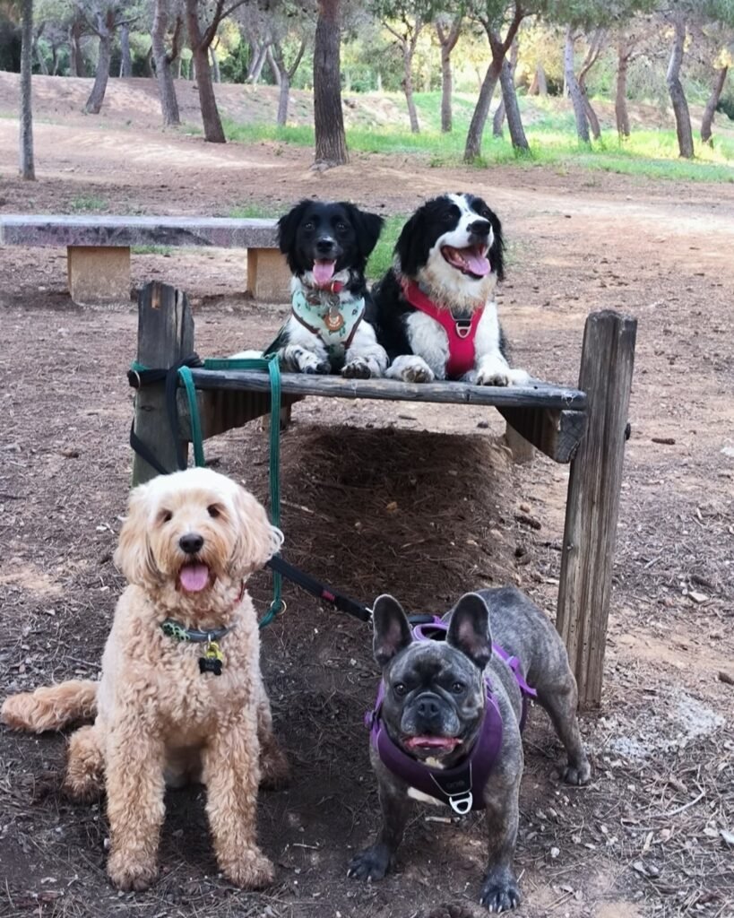 dogslife