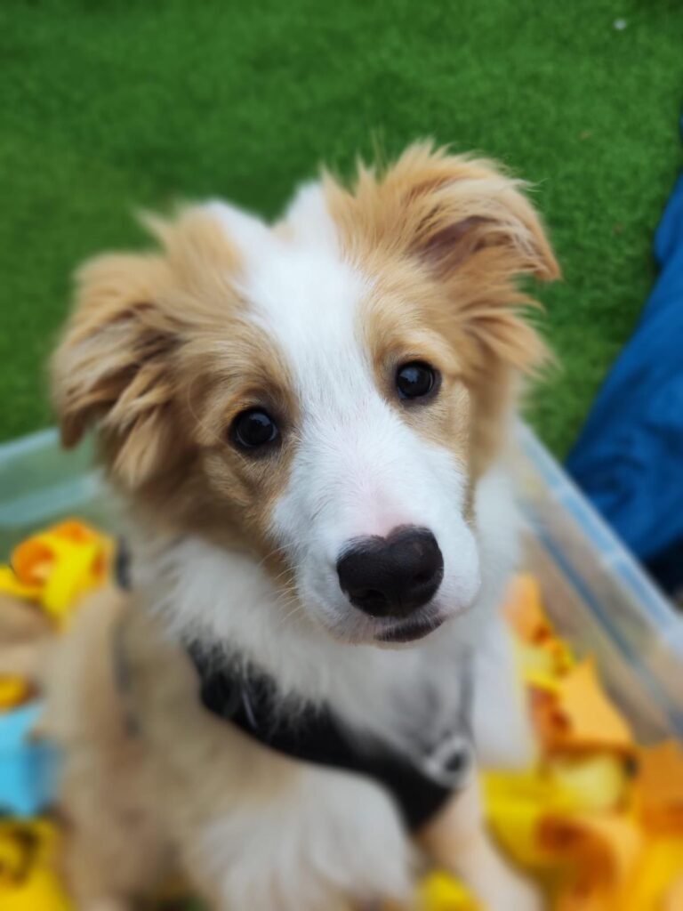 dogslife