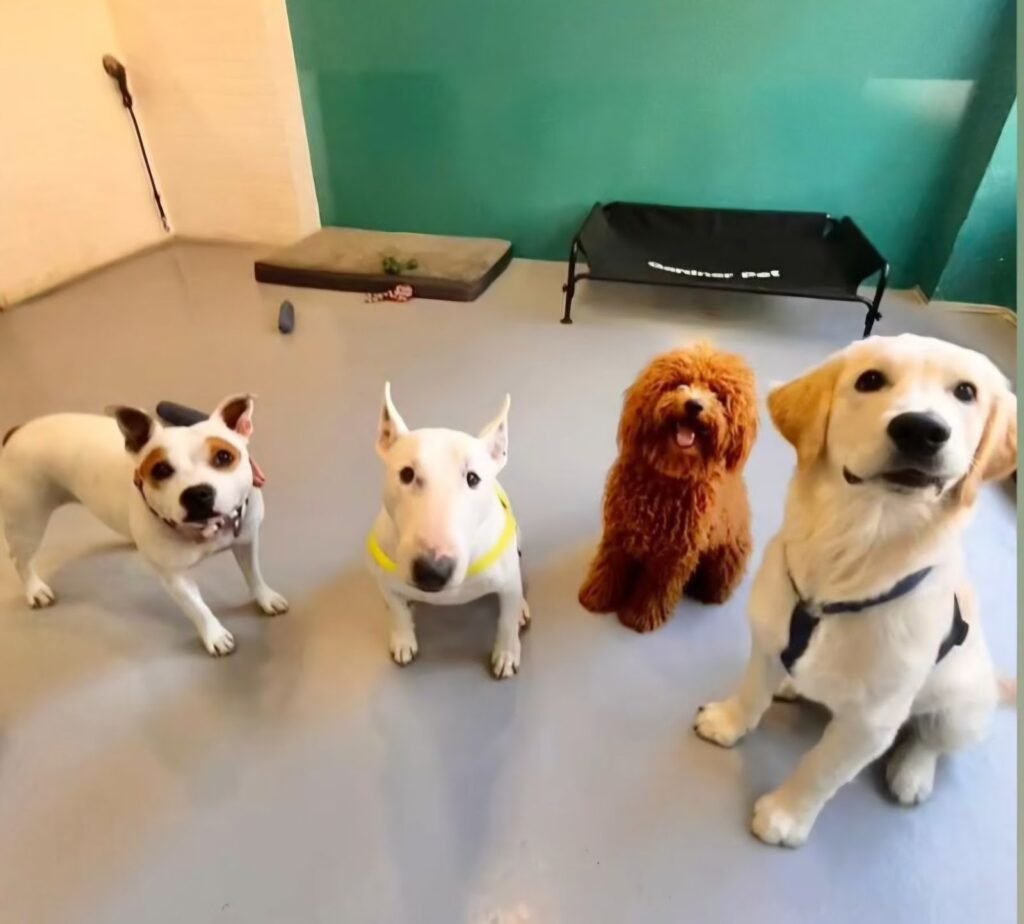 dogtopia