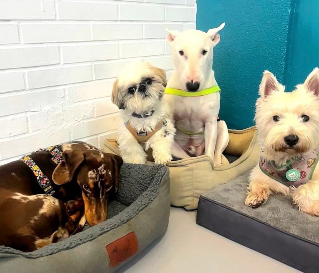 dogtopia