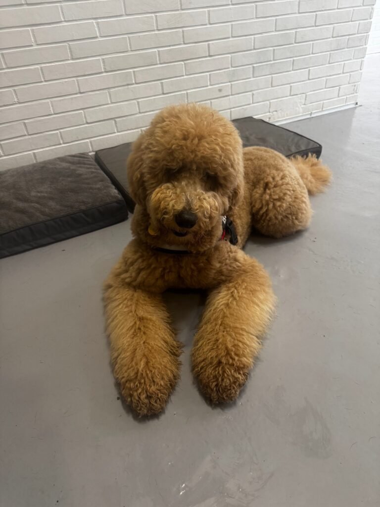 dogtopia
