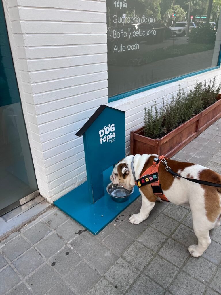 dogtopia