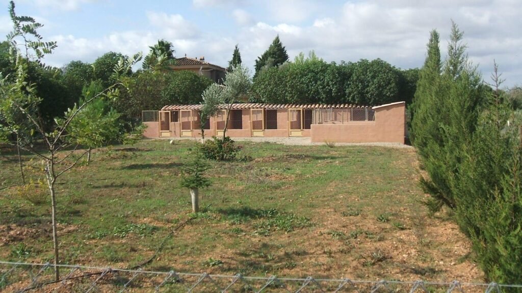 Domus Cani – residencia canina en Baleares