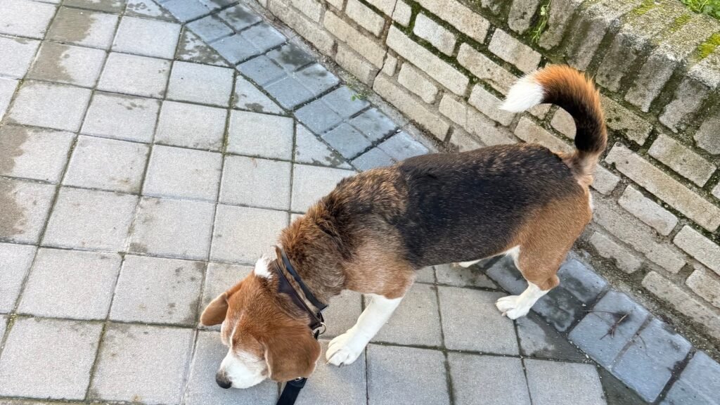 Hotel Canino Don Guau – residencia canina en Madrid