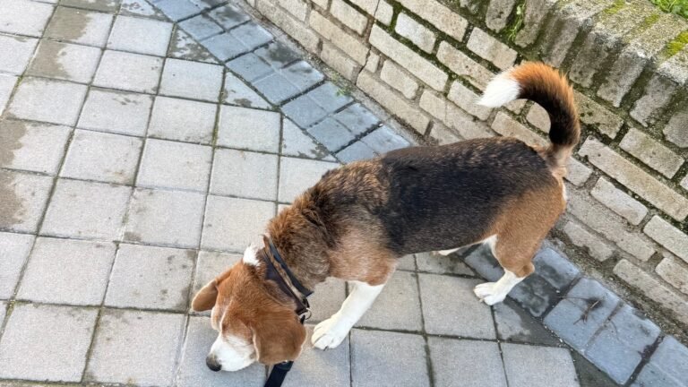 Hotel Canino Don Guau – residencia canina en Madrid
