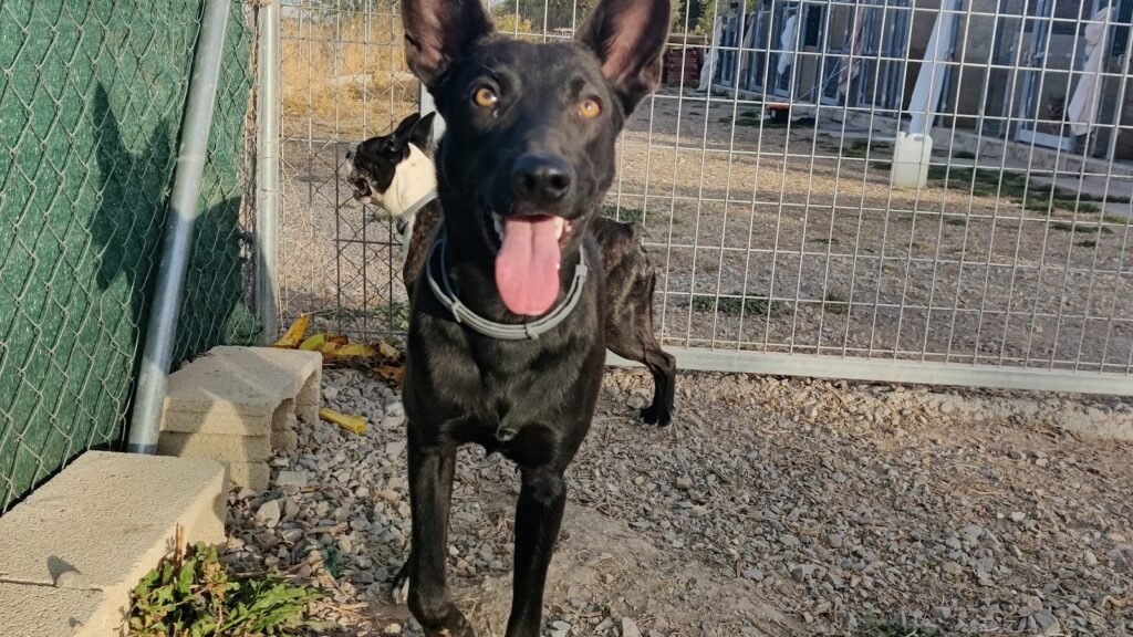 Guardería Canina Dormidog – residencia canina en La Rioja
