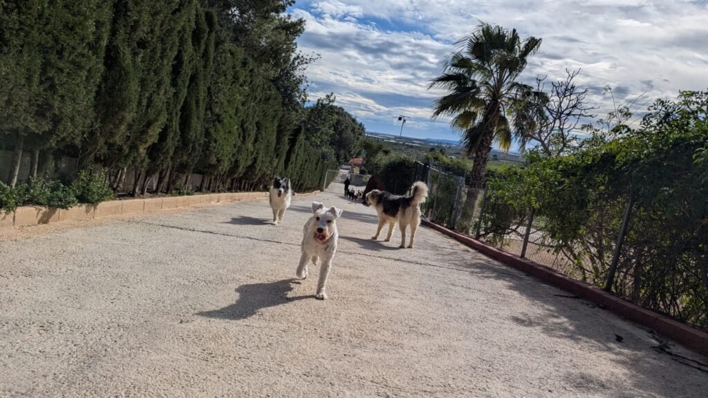 Residencia Canina ecoCan – residencia canina en Valencia