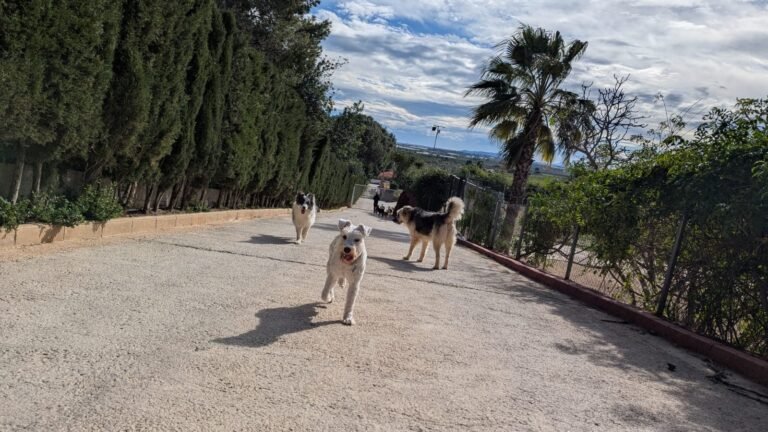 Residencia Canina ecoCan – residencia canina en Valencia
