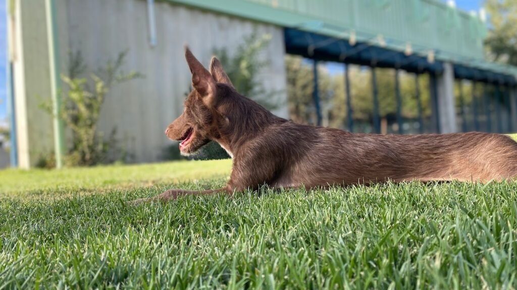 Residencia Canina Educan – residencia canina en Madrid