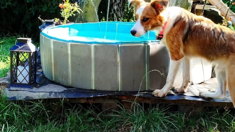 El Arca de Afry Guardería de día – residencia canina en Asturias