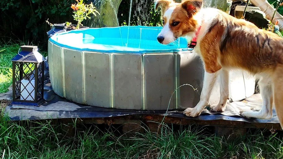 El Arca de Afry Guardería de día – residencia canina en Asturias