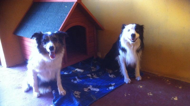 Residencia Canina El Cid del Órbigo – residencia canina en León