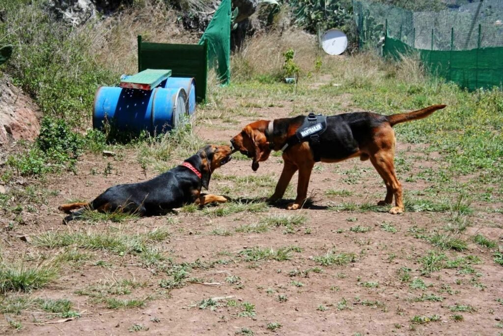 el jardín de tu mascota