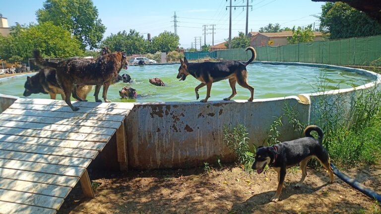 Residencia Canina El Mas – residencia canina en Tarragona