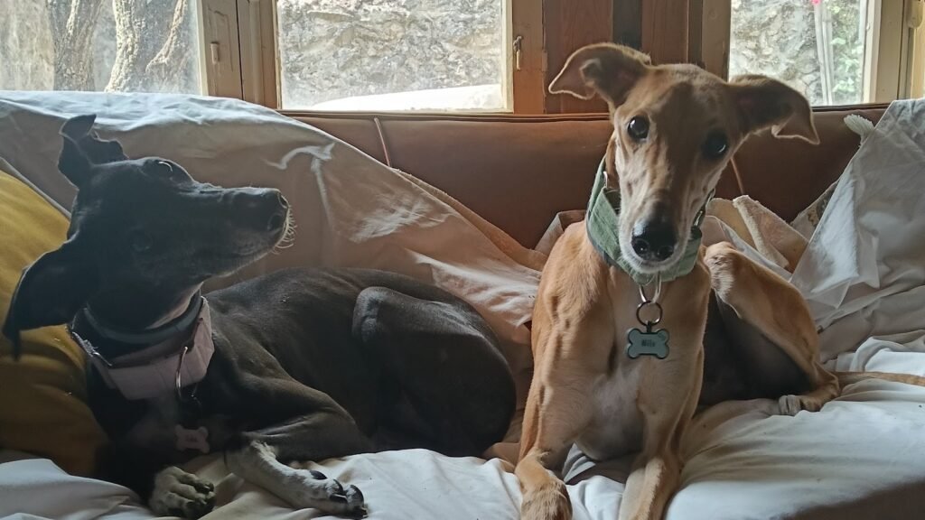 Residencia Canina El Origen – residencia canina en Segovia