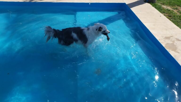 Hotel Canino El Parque – residencia canina en Valencia