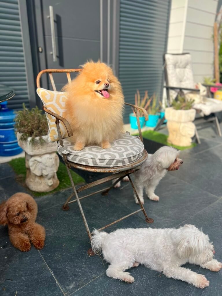 el perro feliz bizkaia
