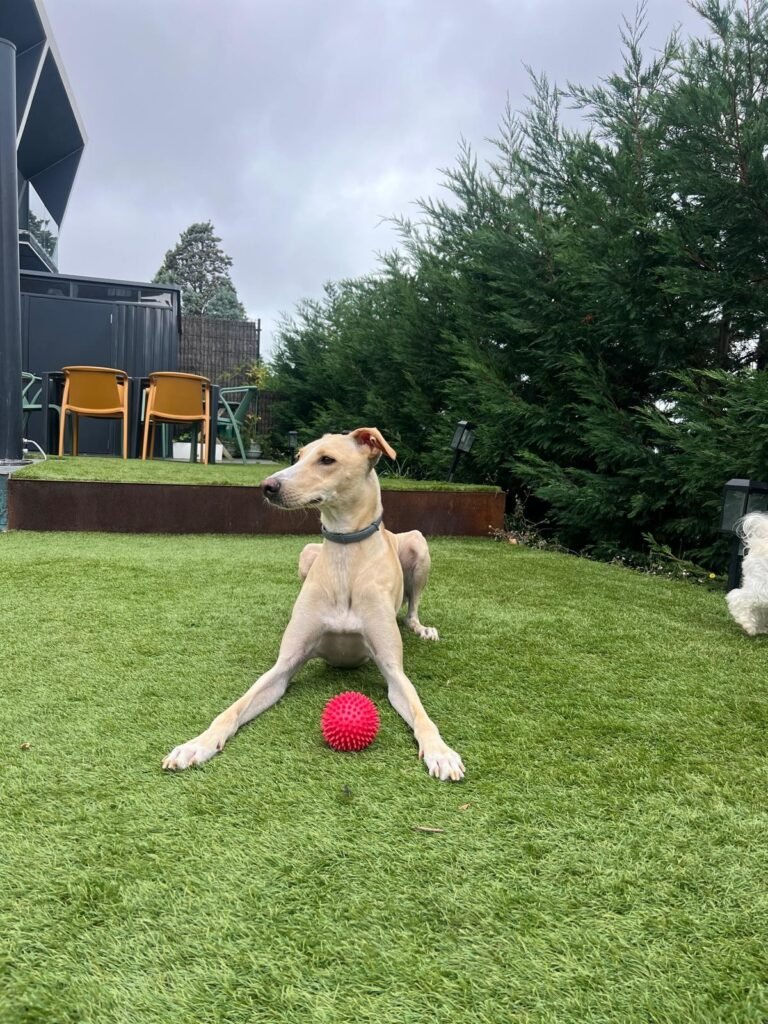 el perro feliz bizkaia