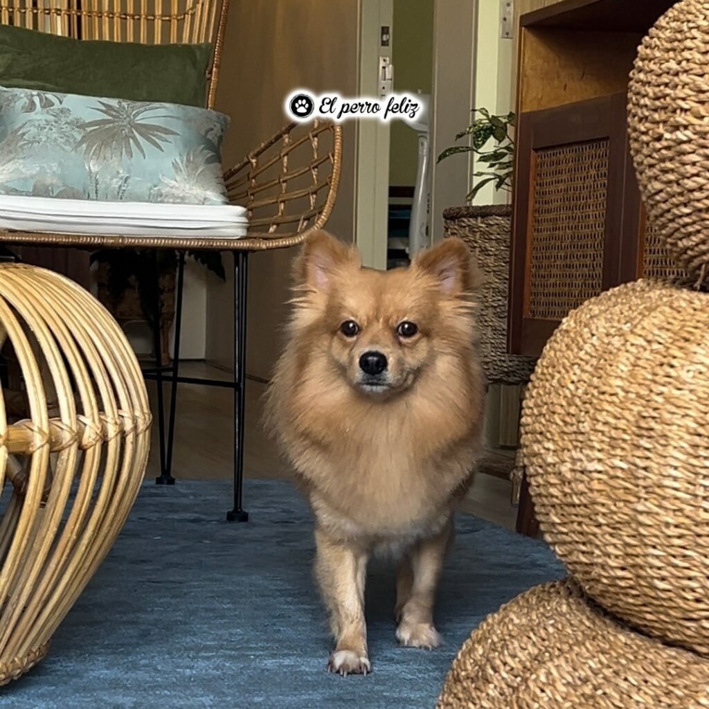 el perro feliz bizkaia
