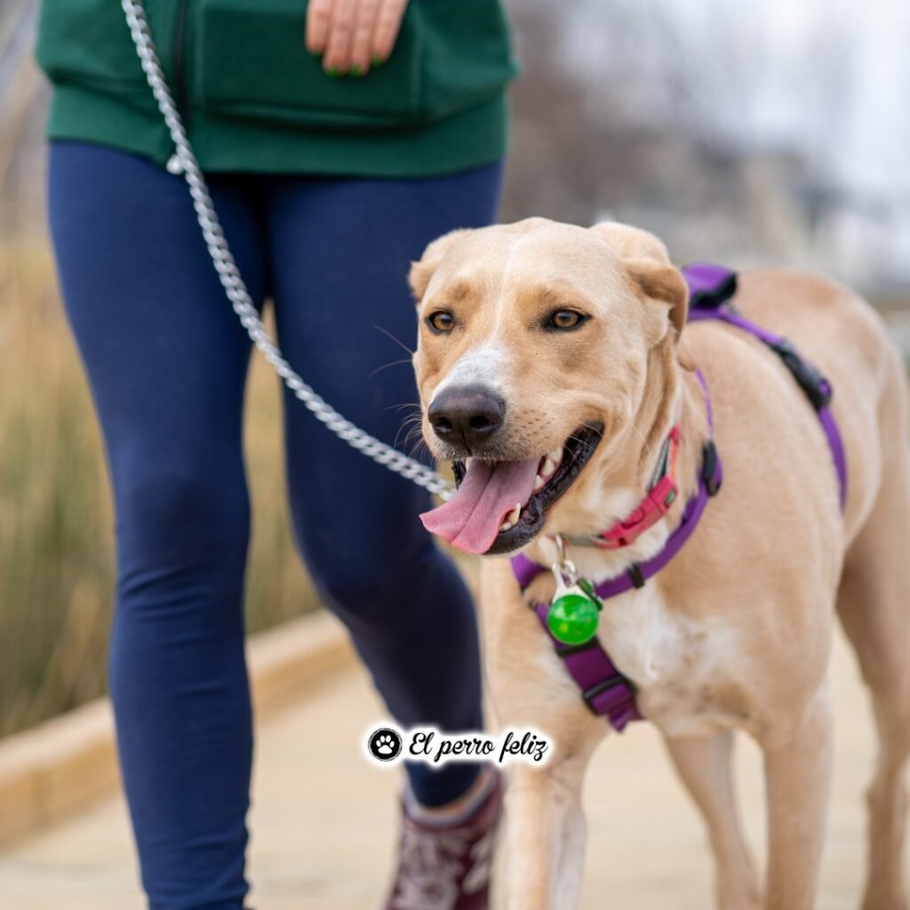 el perro feliz bizkaia