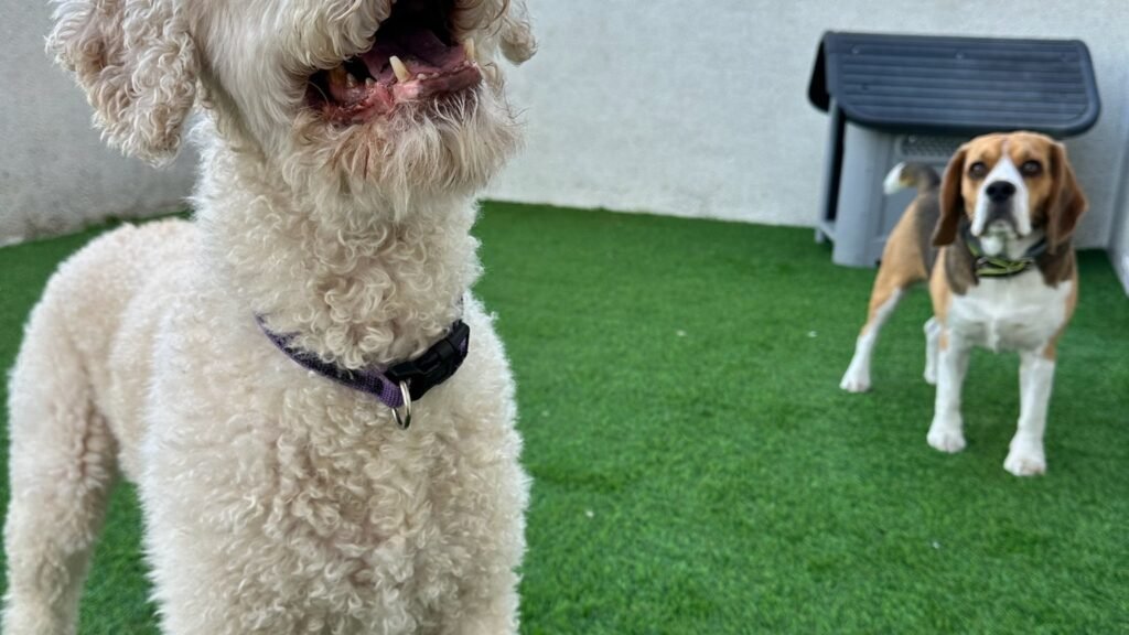 Residencia Canina El Perro Feliz Madrid Centro – residencia canina en Madrid