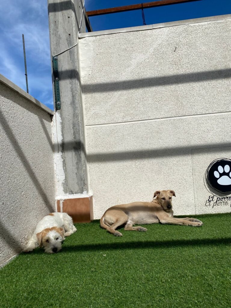 el perro feliz madrid centro