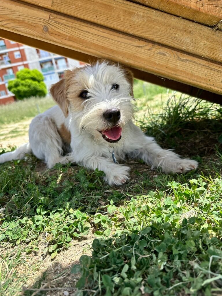 el perro feliz madrid centro