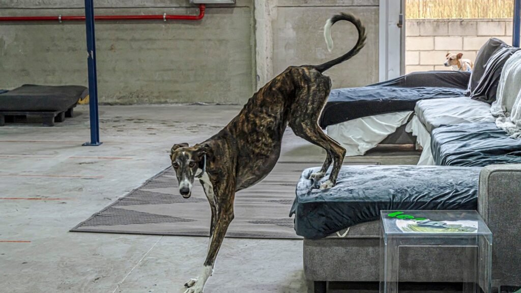 Residencia Canina Entre Algodones – residencia canina en Madrid