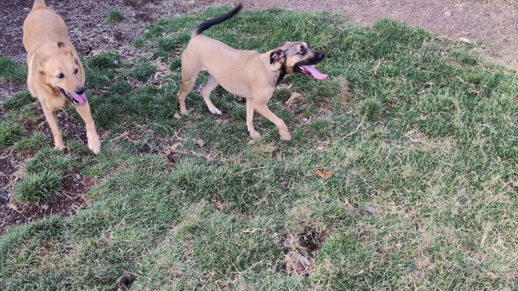 Residencia Canina Escubidú – residencia canina en Las Palmas