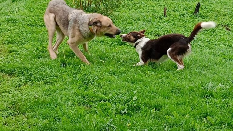 filodogs