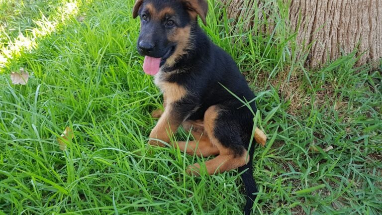 Residencia Canina Finca Gil – residencia canina en Murcia