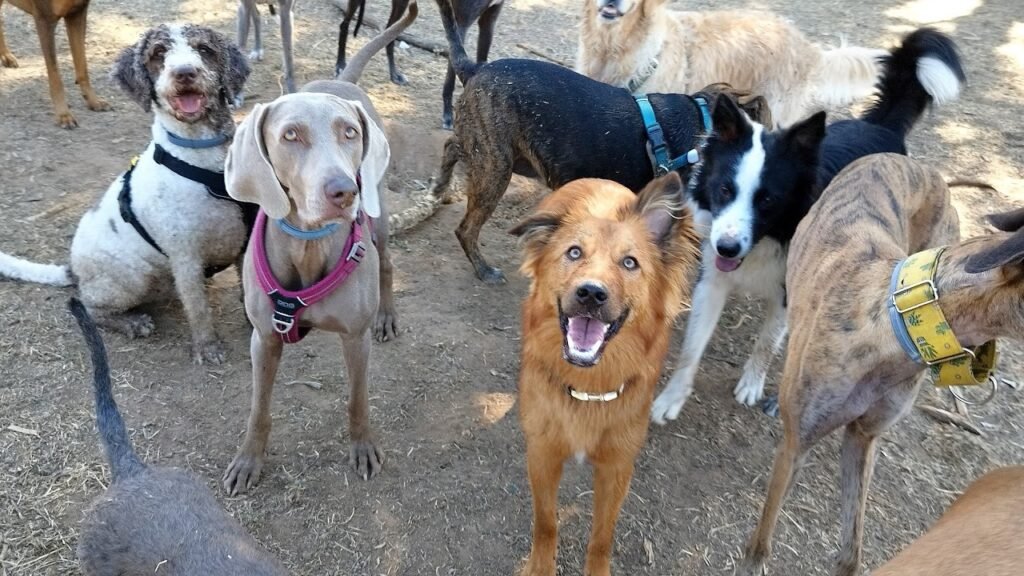 Guardería Canina Game for Dogs – residencia canina en Madrid