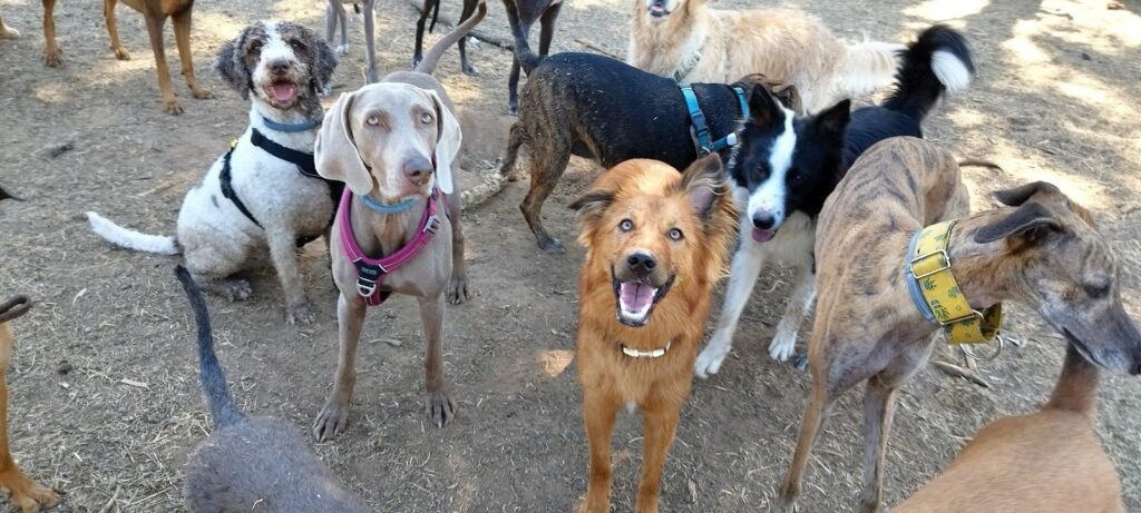 game for dogs