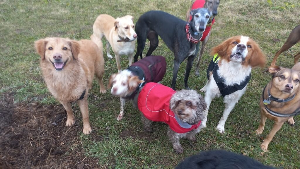 game for dogs