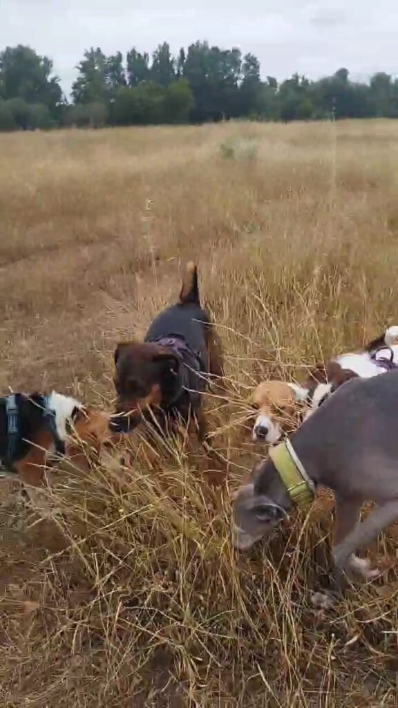 game for dogs