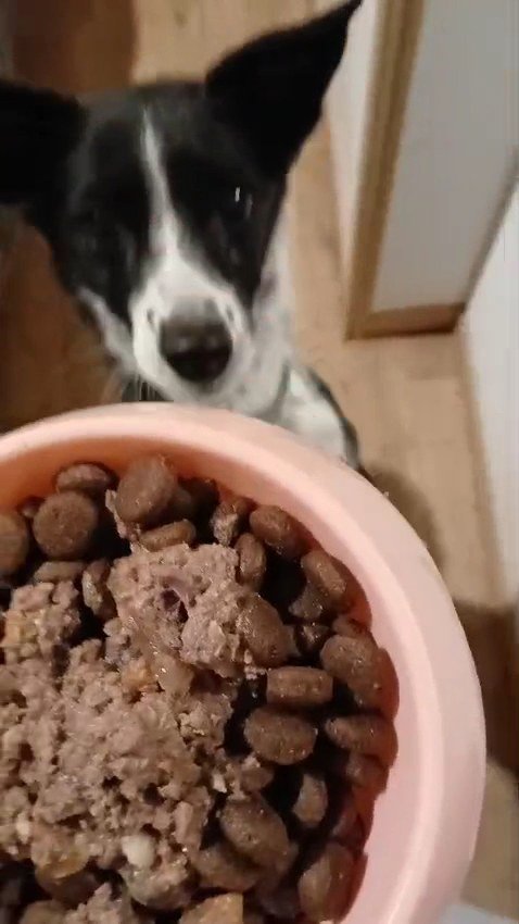game for dogs