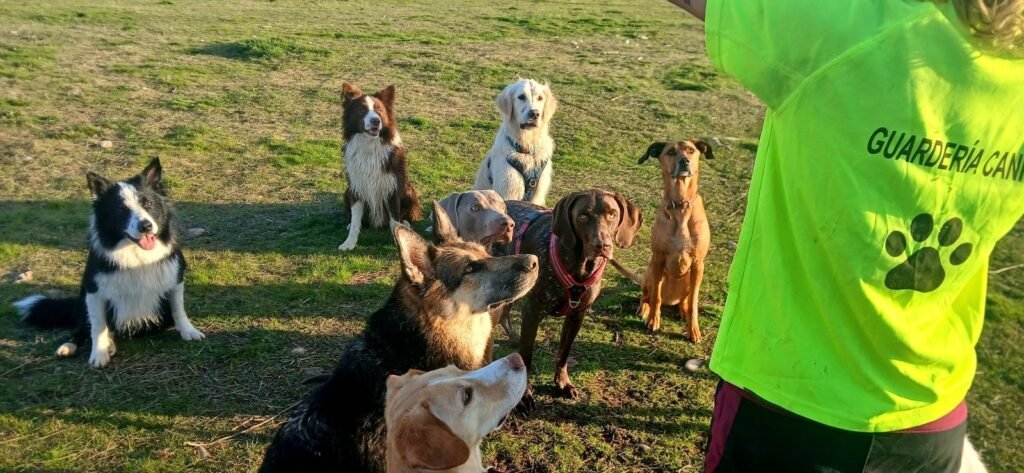 game for dogs