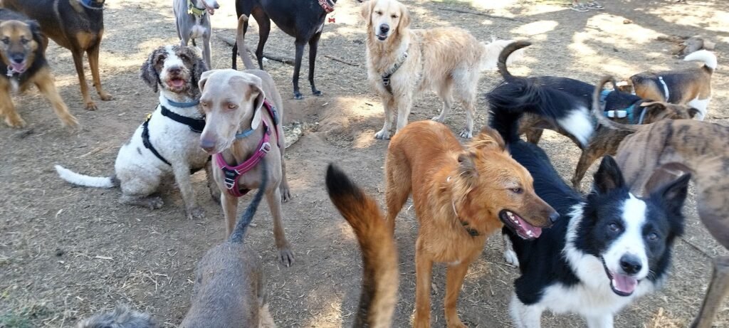 game for dogs