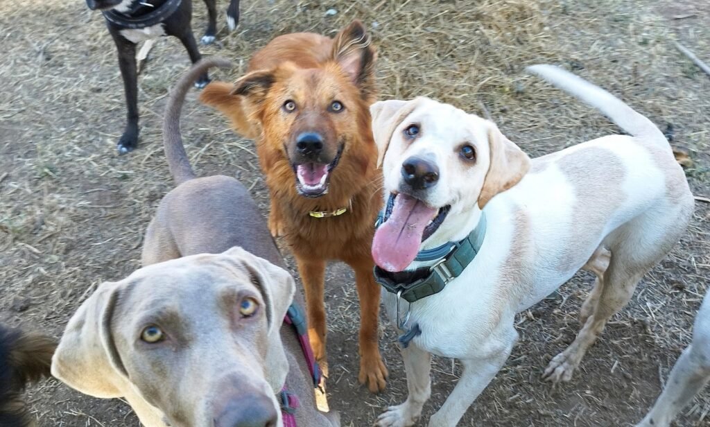 game for dogs