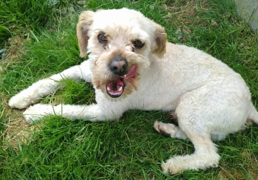 garatuxa