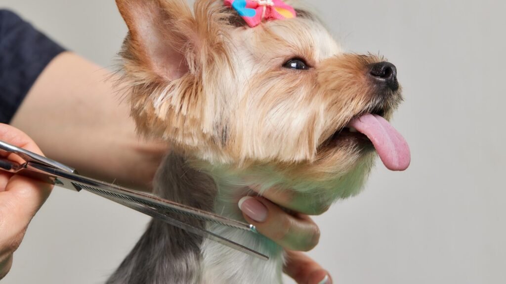 Guardería Canina Garraypatas – residencia canina en Salamanca