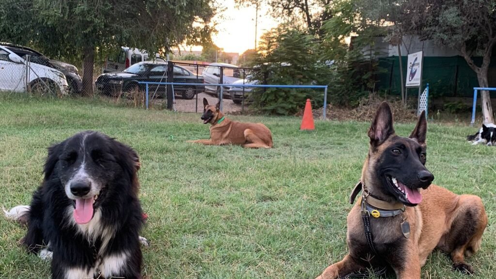 Residencia Canina GDOG Trainerpro – residencia canina en Valencia