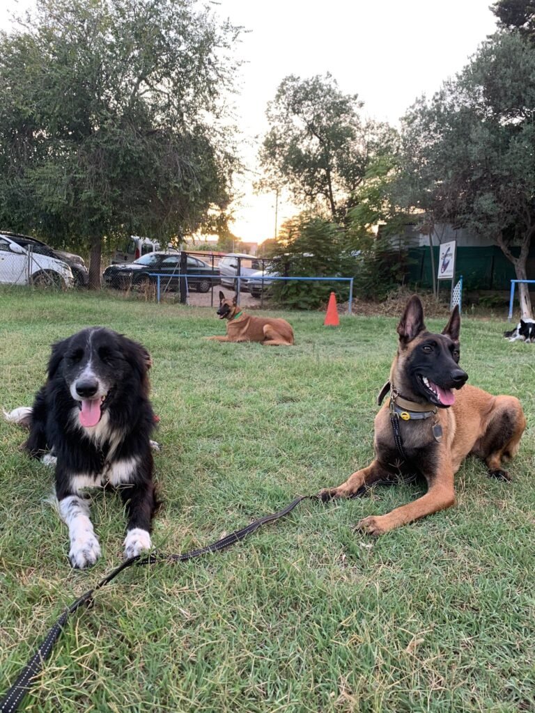 gdog trainerpro