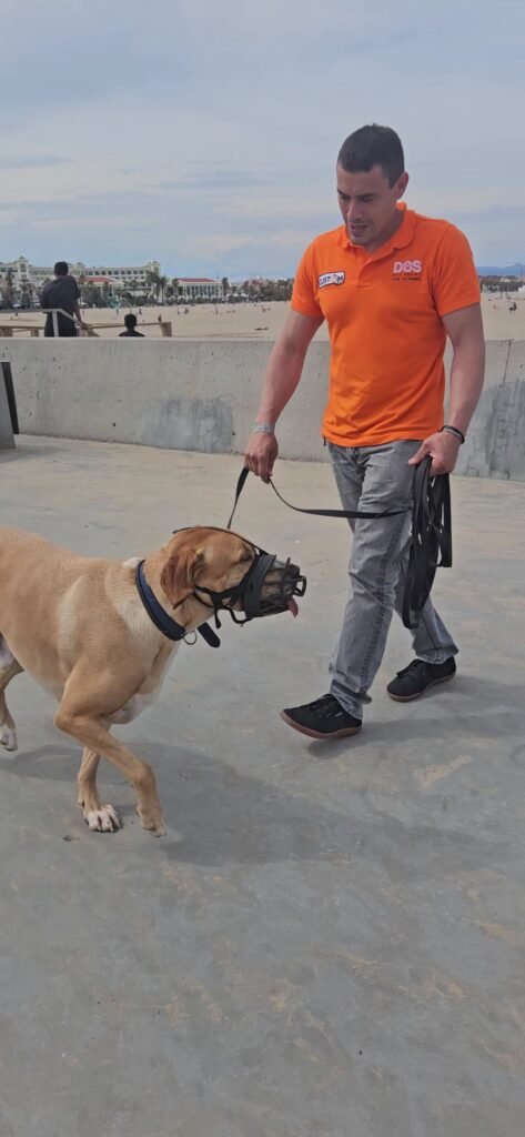 gdog trainerpro