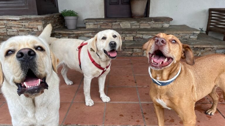 Gericans – residencia canina en A Coruña